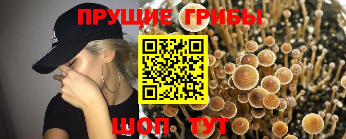 Галлюциногенные грибы Cubensis  Псилоцибиновые грибы мицелий  купить наркотик  Королёв  Вход с VPN 